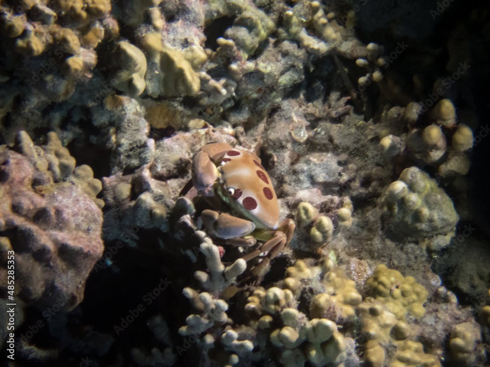 spotted reef crab