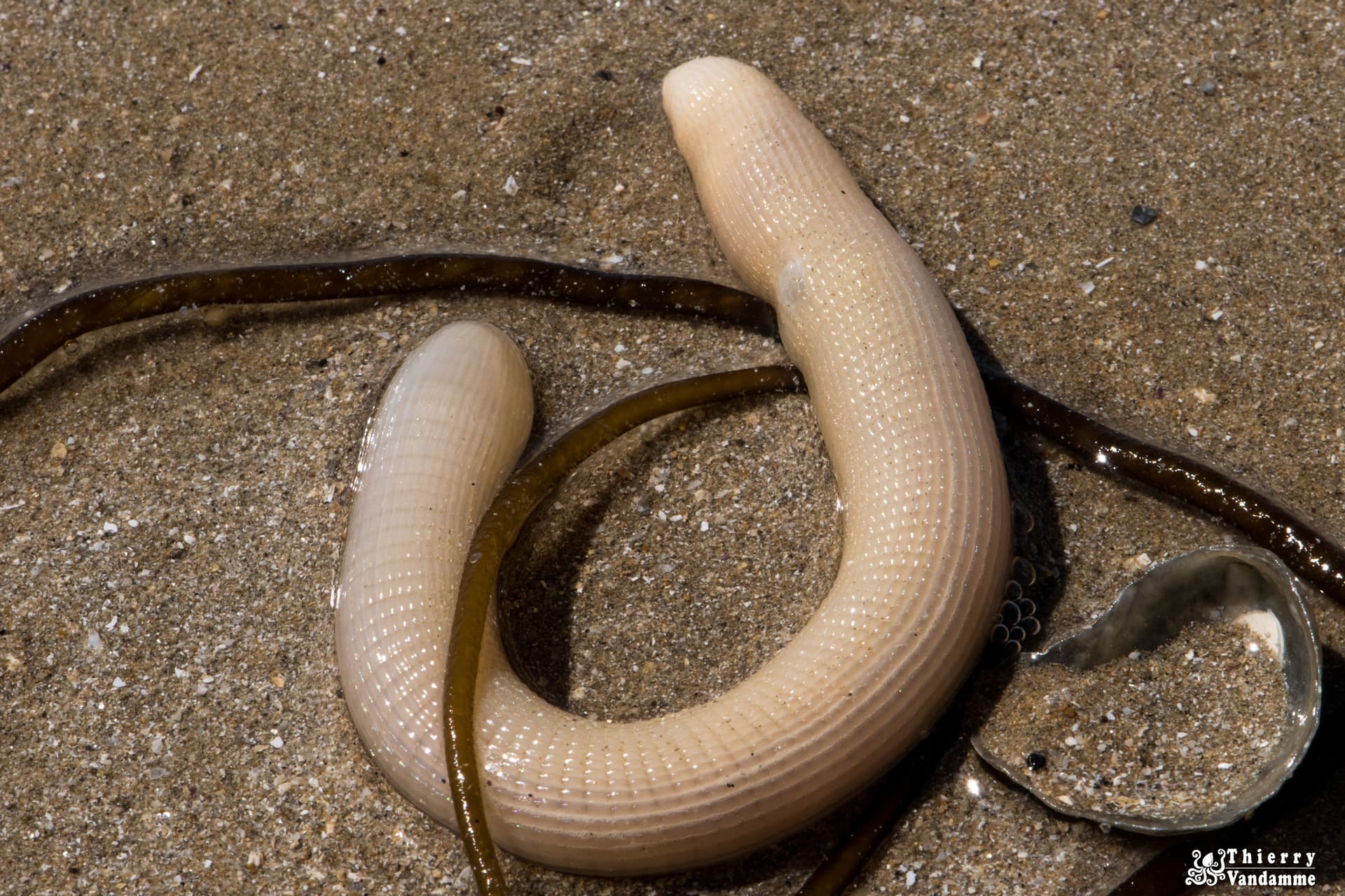Sasing Worm Peanut Worm (Sipunculus nudus) – Complete Care Guide | Reeflings