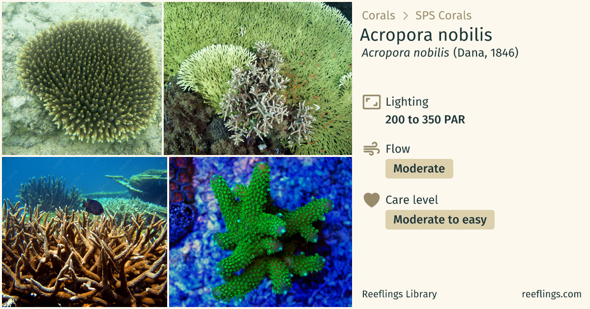 Acropora nobilis · Acropora nobilis · Reeflings Library