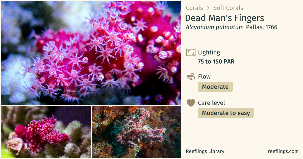 Dead Man's Fingers · Alcyonium palmatum · Reeflings Library