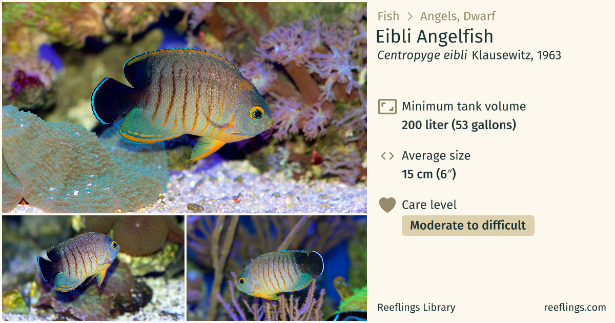 Blacktail angelfish · Centropyge eibli · Reeflings Library