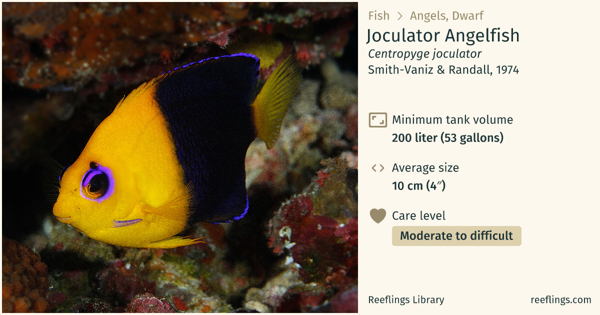 Yellowhead angelfish · Centropyge joculator · Reeflings Library