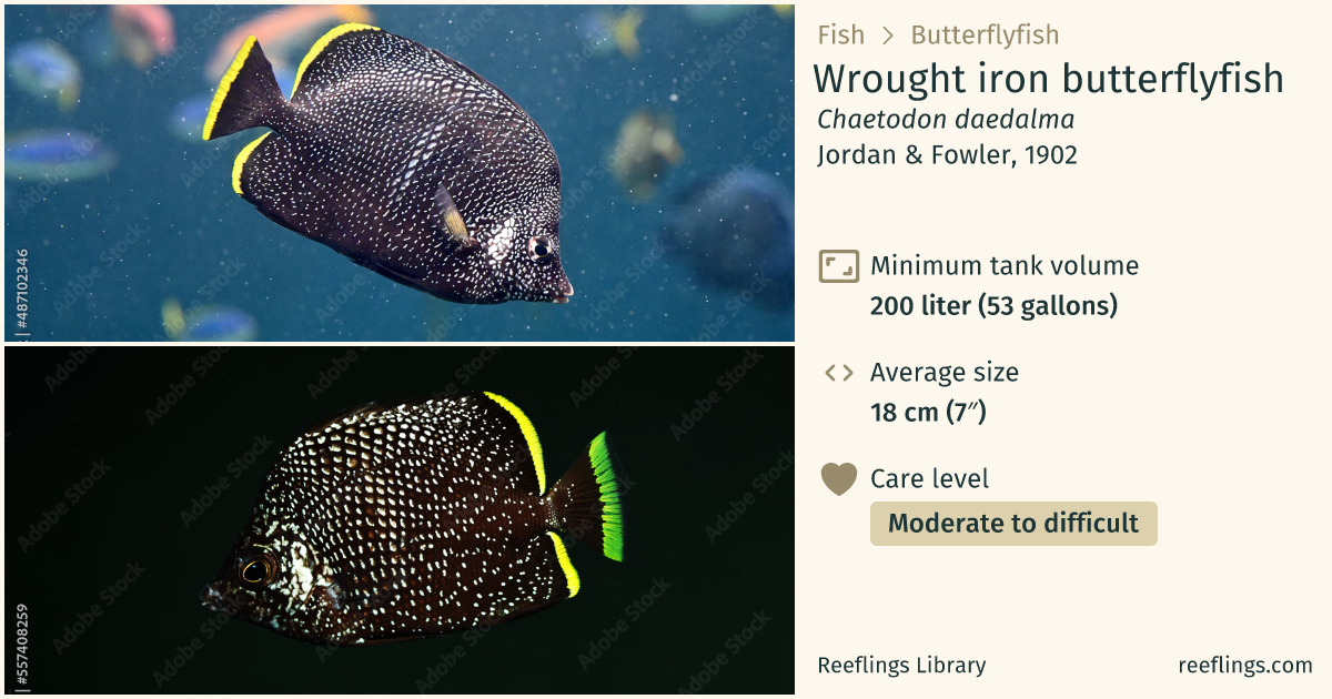 Wrought iron butterflyfish · Chaetodon daedalma · Reeflings Library