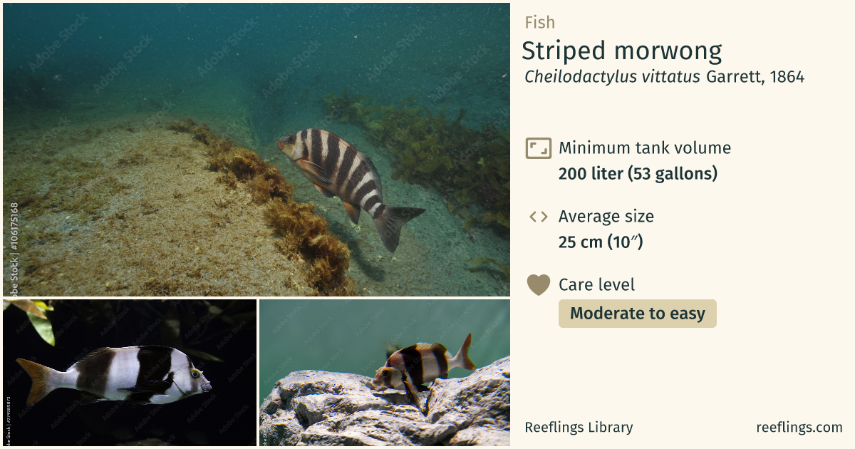 Striped morwong · Cheilodactylus vittatus · Reeflings Library