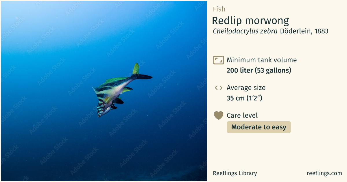 Redlip morwong · Cheilodactylus zebra · Reeflings Library