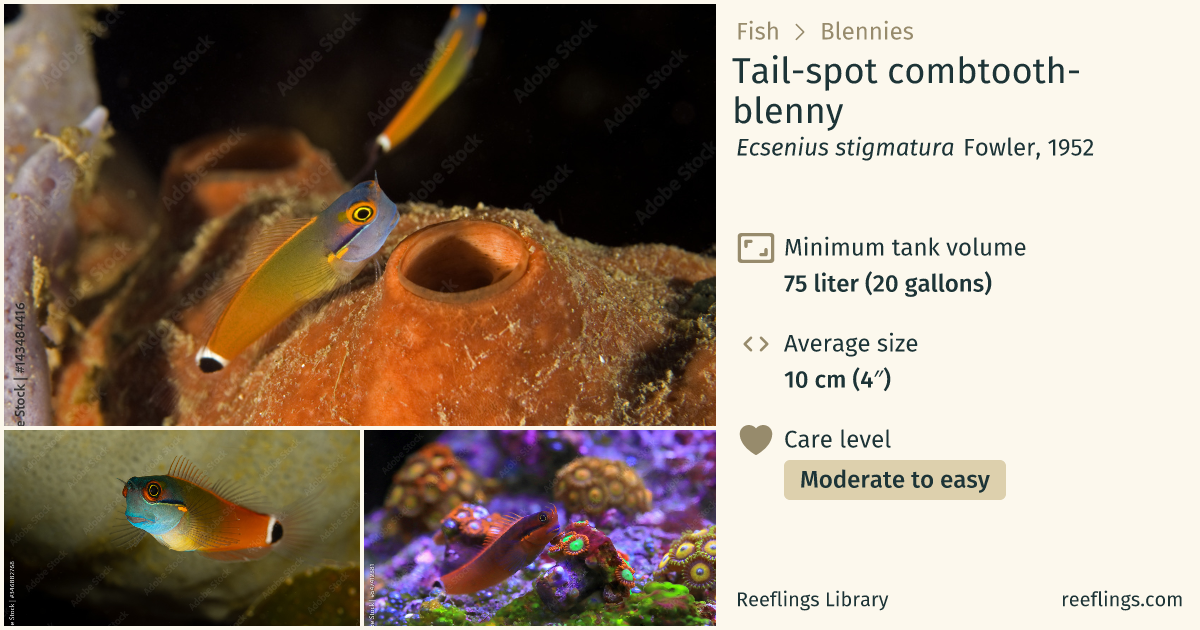 Tail-spot combtooth-blenny · Ecsenius stigmatura · Reeflings Library