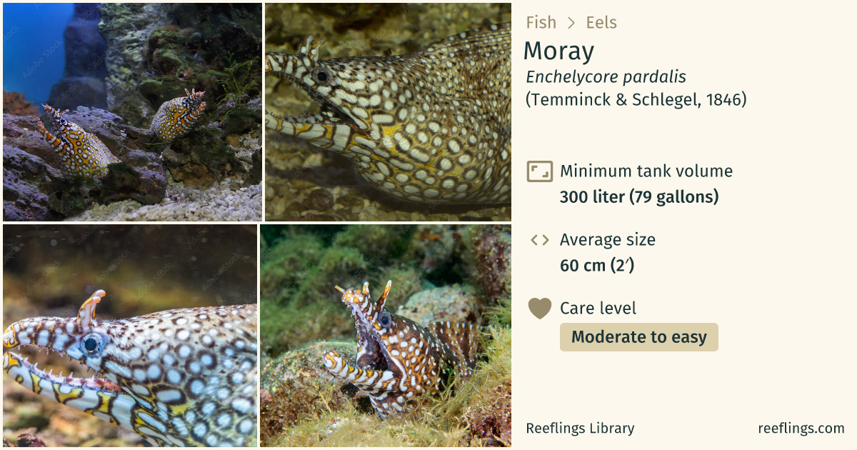 Moray · Enchelycore pardalis · Reeflings Library