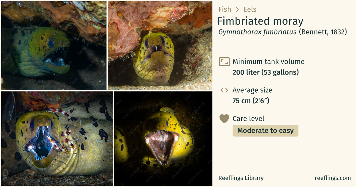 Fimbriated moray · Gymnothorax fimbriatus · Reeflings Library