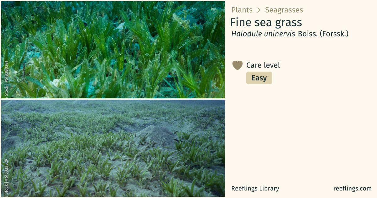 Fine sea grass · Halodule uninervis · Reeflings Library