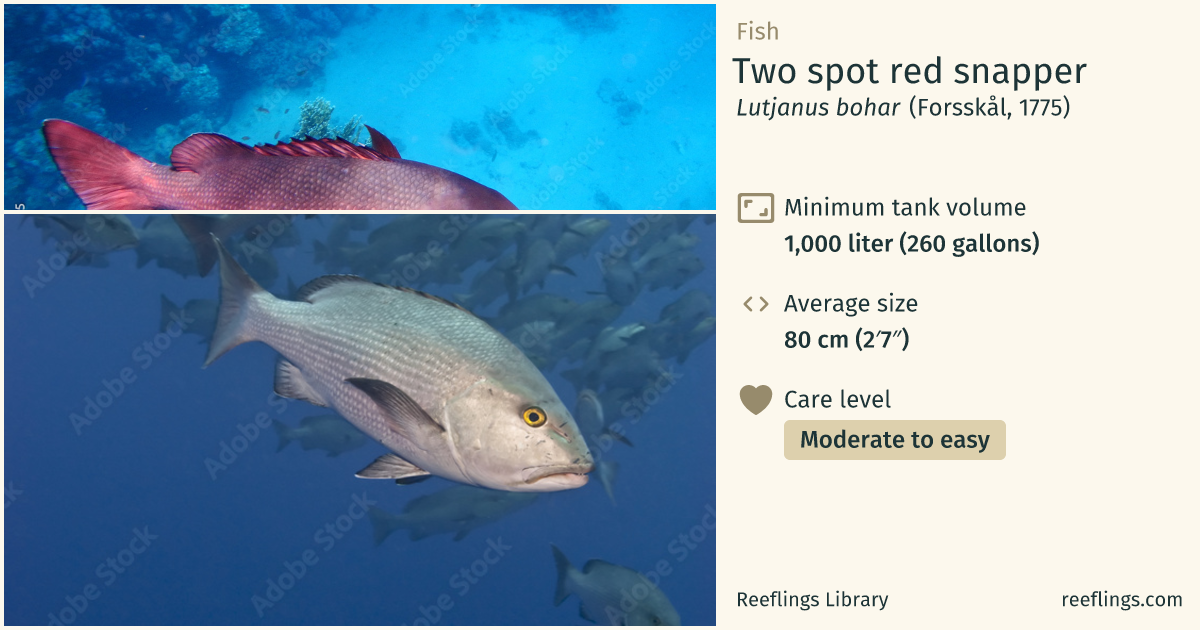 Two spot red snapper · Lutjanus bohar · Reeflings Library