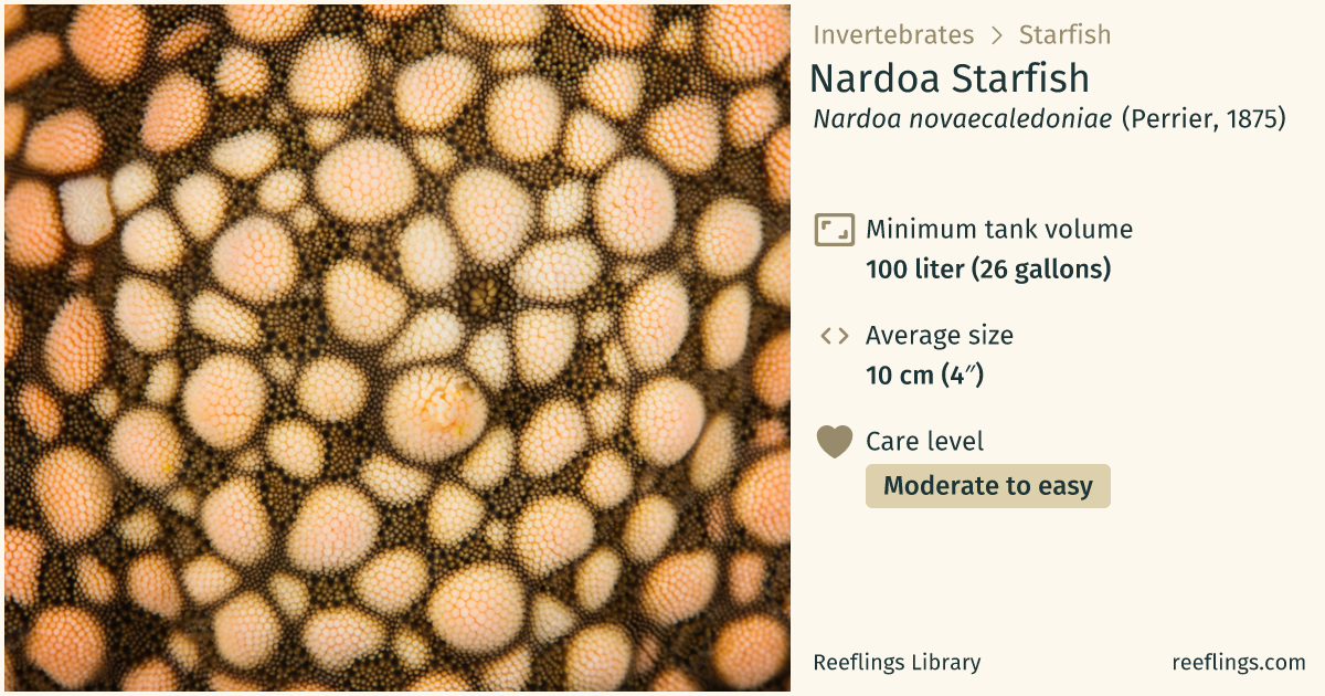 Nardoa Starfish · Nardoa novaecaledoniae · Reeflings Library