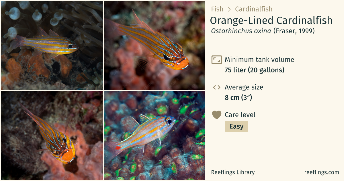 Orange-Lined Cardinalfish · Ostorhinchus oxina · Reeflings Library