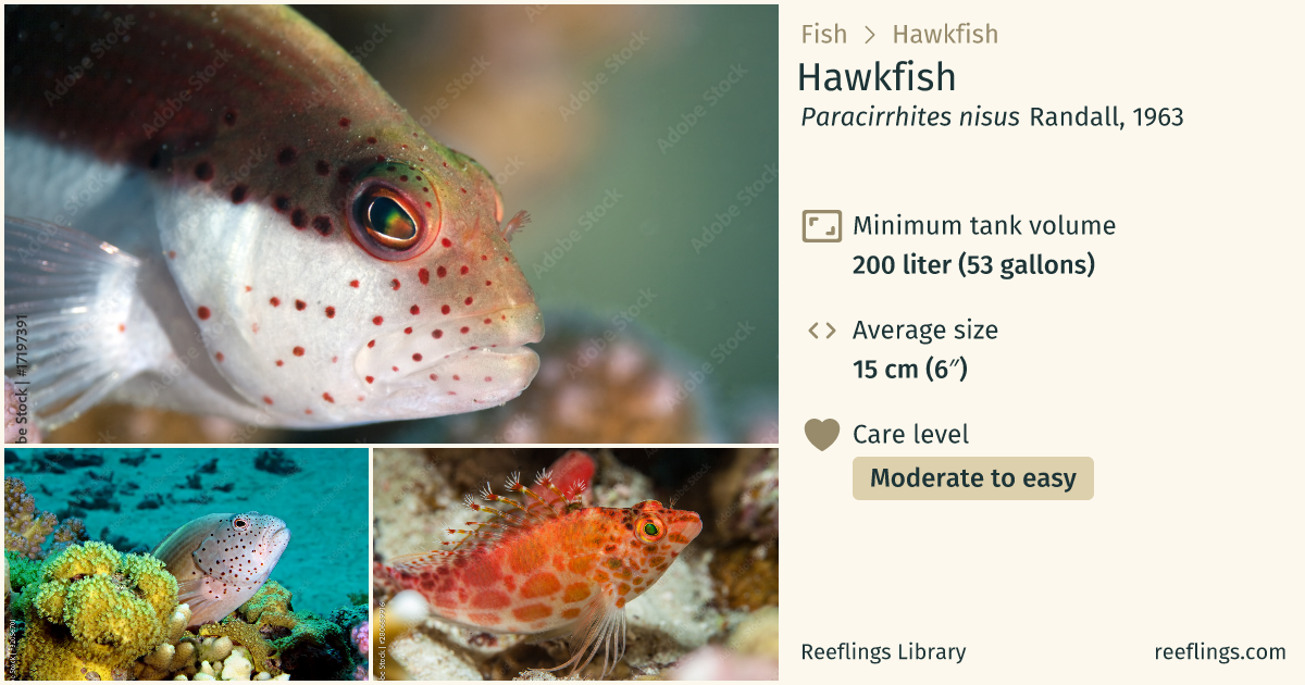 Hawkfish · Paracirrhites nisus · Reeflings Library