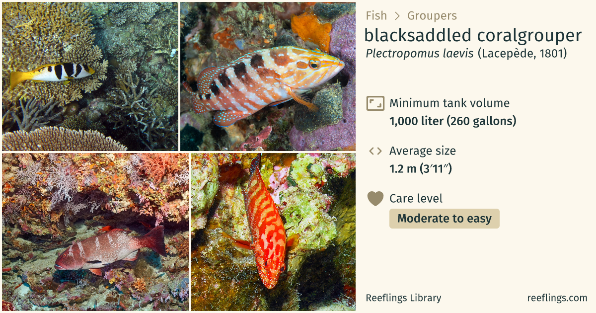 blacksaddled coralgrouper · Plectropomus laevis · Reeflings Library