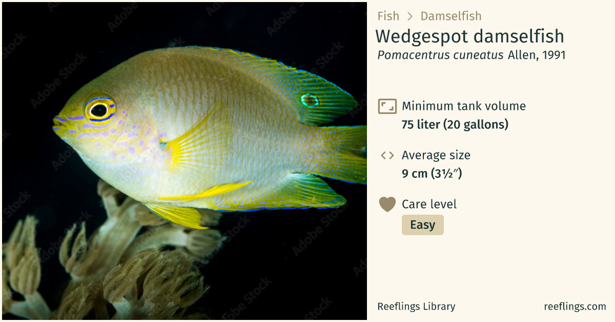 Wedgespot Damselfish · Pomacentrus Cuneatus · Reeflings Library