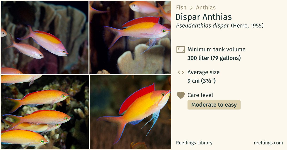 Dispar Anthias (Pseudanthias dispar) – Complete Care Guide | Reeflings