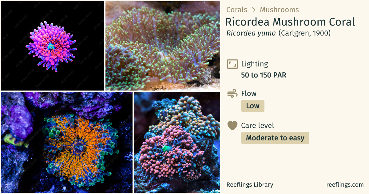 Ricordea Mushroom Coral · Ricordea yuma · Reeflings Library