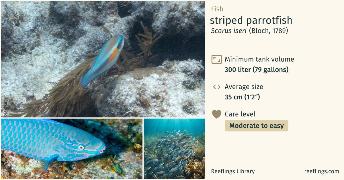 striped parrotfish · Scarus iseri · Reeflings Library