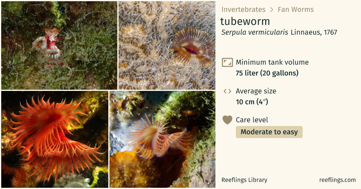 tubeworm · Serpula vermicularis · Reeflings Library