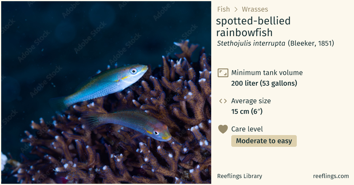 spotted-bellied rainbowfish · Stethojulis interrupta · Reeflings Library