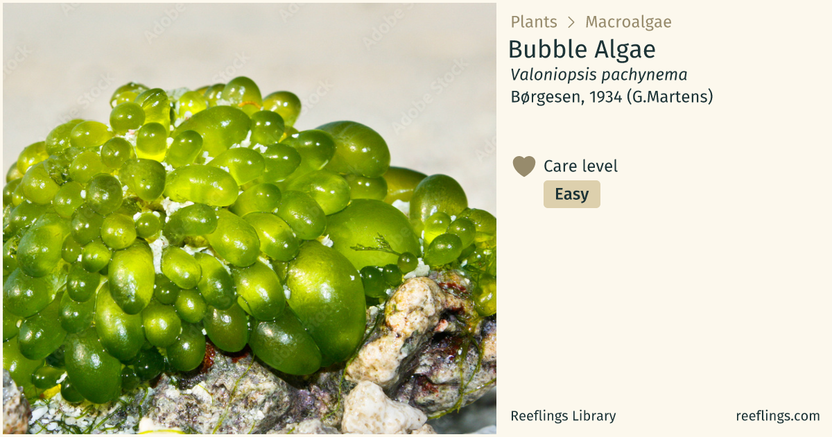 Bubble Algae · Valoniopsis pachynema · Reeflings Library